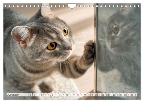 Produktbild: Katzen - Jeder Moment ein Abenteuer (Wandkalender 2027 DIN A4 quer), CALVENDO Monatskalender