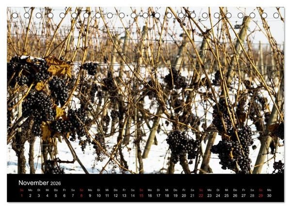 Produktbild: Das Jahr im Weinberg (Tischkalender 2026 DIN A5 quer), CALVENDO Monatskalender