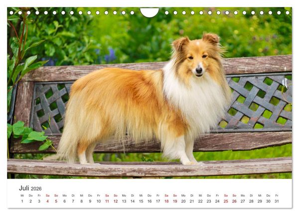 Produktbild: Shelties - Die zuckers&uuml;&szlig;en Vierbeiner. (Wandkalender 2026 DIN A4 quer), CALVENDO Monatskalender