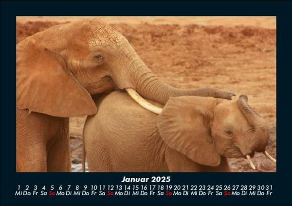Produktbild: Tierkalender 2025 Fotokalender DIN A5