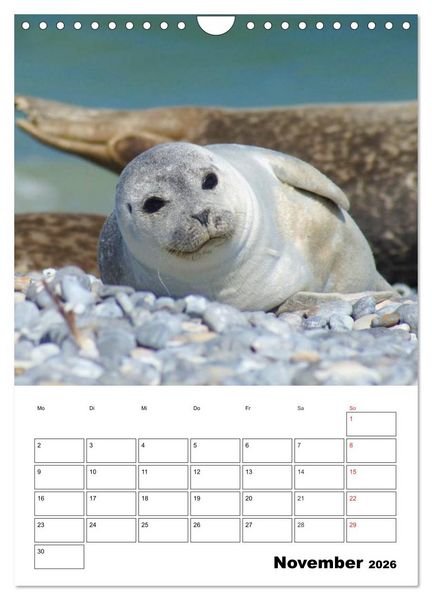 Produktbild: Liebenswerte Robben (Wandkalender 2026 DIN A4 hoch), CALVENDO Monatskalender