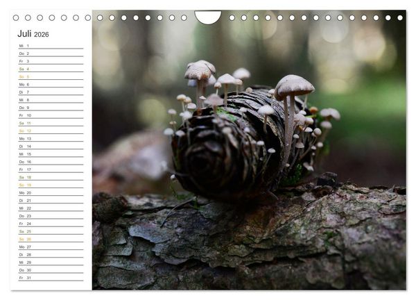 Produktbild: Schwammerl Egerlinge Pilze (Wandkalender 2026 DIN A4 quer), CALVENDO Monatskalender