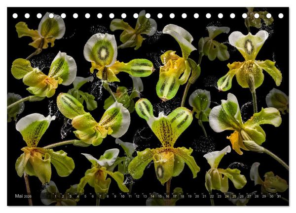 Produktbild: Orchidea (Tischkalender 2026 DIN A5 quer), CALVENDO Monatskalender