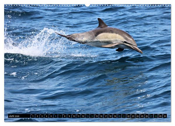 Produktbild: Big Five aus dem Ozean Hai, Delphin, Wal, Robbe, Pinguin (Wandkalender 2026 DIN A2 quer), CALVENDO Monatskalender