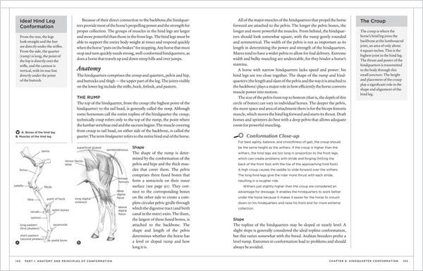 Produktbild: The Horse Conformation Handbook