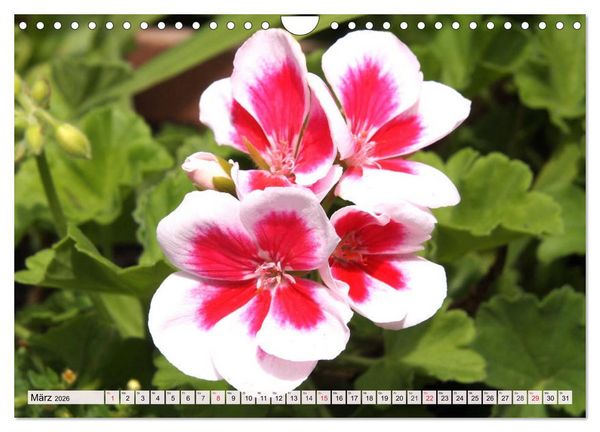 Produktbild: Pelargonien. Die Klassiker unter den Bl&uuml;hwundern (Wandkalender 2026 DIN A4 quer), CALVENDO Monatskalender