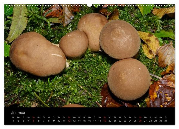 Produktbild: Pilze, Pilze (hochwertiger Premium Wandkalender 2026 DIN A2 quer), Kunstdruck in Hochglanz