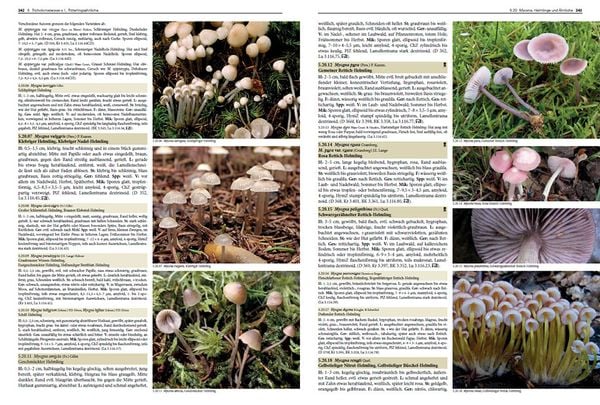 Produktbild: Pilze Mitteleuropas