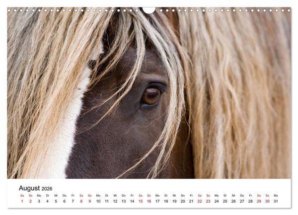 Produktbild: Pferde - im Galopp durch's Jahr 2026 (Wandkalender 2026 DIN A3 quer), CALVENDO Monatskalender