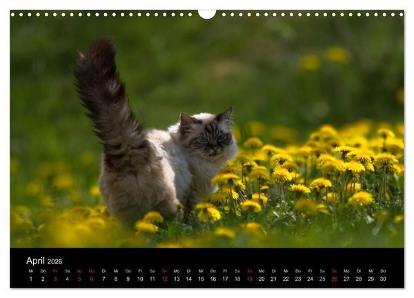 Produktbild: Freig&auml;nger - Hauskatzen unterwegs (Wandkalender 2026 DIN A3 quer), CALVENDO Monatskalender
