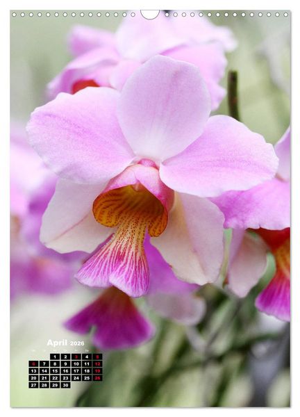 Produktbild: Kleine Orchideensch&auml;tze (Wandkalender 2026 DIN A3 hoch), CALVENDO Monatskalender