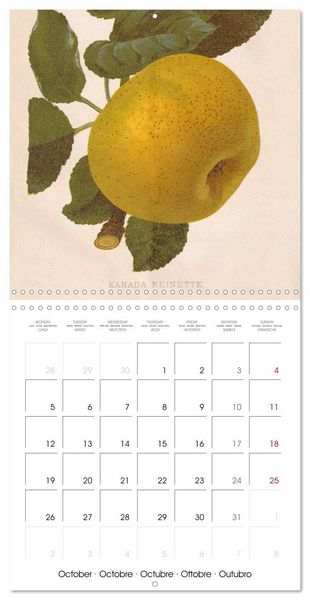 Produktbild: Art & Pomology - Apples 2026 (Wall Calendar 2026 12 &times; 12 Inch) CALVENDO 12 Month Wall Calendar