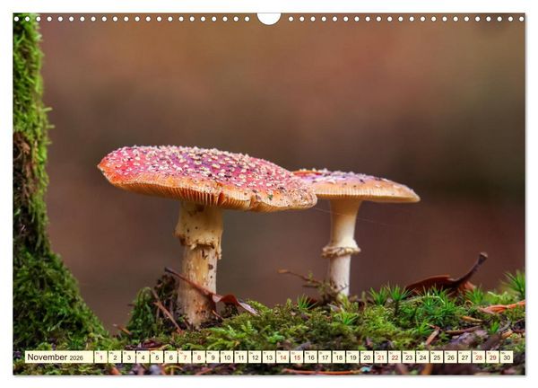 Produktbild: Die Welt der Fliegenpilze (Wandkalender 2026 DIN A3 quer), CALVENDO Monatskalender