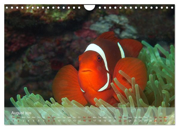 Produktbild: Anemonefish - always busy - always on the move (Wall Calendar 2026 DIN A4 landscape), CALVENDO 12 Month Wall Calendar