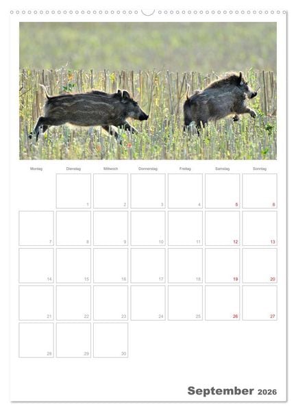 Produktbild: Rehe & Co / Planer (Wandkalender 2026 DIN A2 hoch), CALVENDO Monatskalender