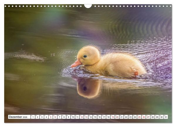 Produktbild: Flauschige Momente! Enten- und G&auml;nsek&uuml;ken im Jahreslauf (Wandkalender 2026 DIN A3 quer), CALVENDO Monatskalender