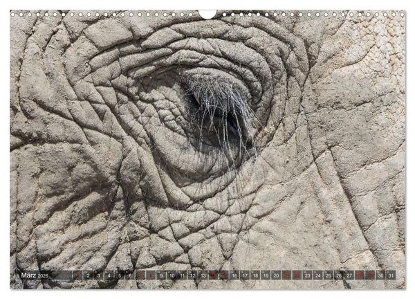 Produktbild: Elefanten Begegnungen im &ouml;stlichen und s&uuml;dlichen Afrika (Wandkalender 2026 DIN A3 quer), CALVENDO Monatskalender