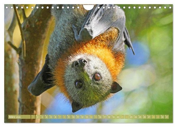 Produktbild: Flughunde: Vegetarische Drachenflieger (Wandkalender 2026 DIN A4 quer), CALVENDO Monatskalender