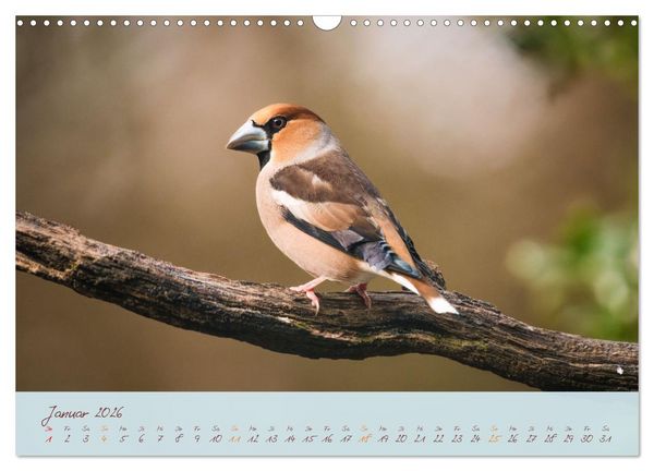 Produktbild: Sch&ouml;nheiten des Waldes (Wandkalender 2026 DIN A3 quer), CALVENDO Monatskalender