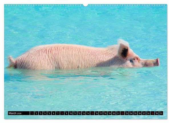 Produktbild: The Swimming Pigs of Bahamas (High Quality Premium Wall Calendar 2026 DIN A2 landscape),CALVENDO 12 Month Wall Calendar