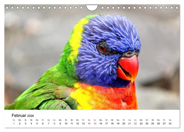 Produktbild: Papageien. Knallbunte Aras und Co. (Wandkalender 2026 DIN A4 quer), CALVENDO Monatskalender