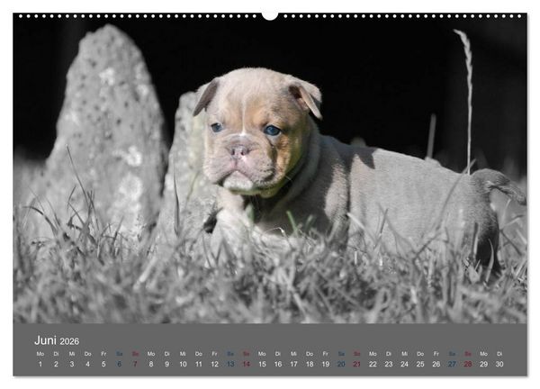 Produktbild: Bulldoggen-Zwerge (hochwertiger Premium Wandkalender 2026 DIN A2 quer), Kunstdruck in Hochglanz