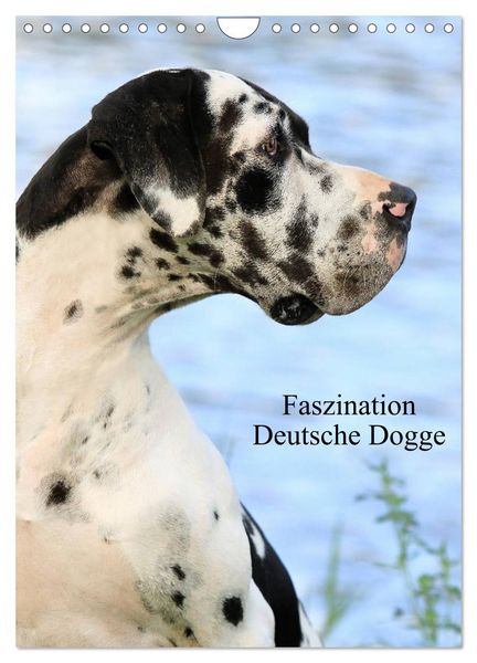 Produktbild: Faszination Deutsche Dogge (Wandkalender 2026 DIN A4 hoch), CALVENDO Monatskalender