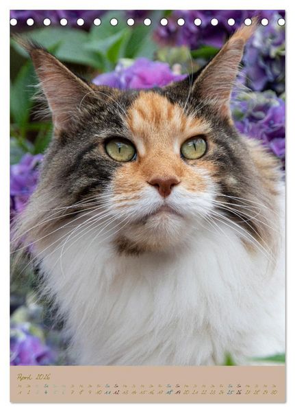 Produktbild: Pl&uuml;schige Katzen im Garten (Tischkalender 2026 DIN A5 hoch), CALVENDO Monatskalender