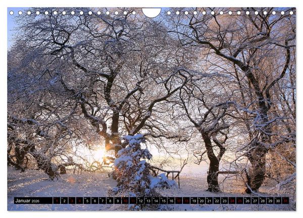 Produktbild: Die S&uuml;ntelbuchenallee (Wandkalender 2026 DIN A4 quer), CALVENDO Monatskalender