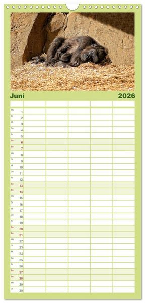 Produktbild: Familienplaner 2026 - Gorillas - Die sanften Wilden mit 5 Spalten (Wandkalender, 21 x 45 cm) CALVENDO