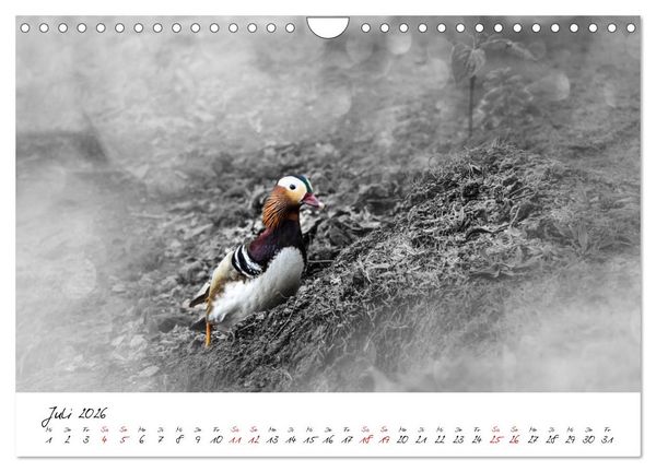 Produktbild: Abenteuer einer Mandarinente (Wandkalender 2026 DIN A4 quer), CALVENDO Monatskalender