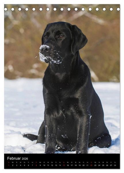 Produktbild: Faszination Labrador Retriever (Tischkalender 2026 DIN A5 hoch), CALVENDO Monatskalender