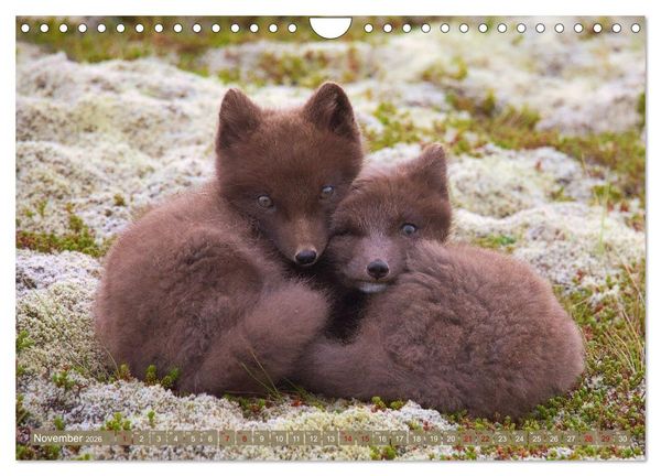Produktbild: Polarfuchs-Welpen (Wandkalender 2026 DIN A4 quer), CALVENDO Monatskalender