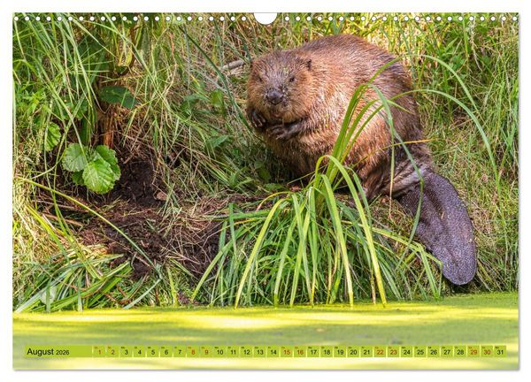 Produktbild: Impressionen aus Mecklenburg - Vorpommern (Wandkalender 2026 DIN A3 quer), CALVENDO Monatskalender