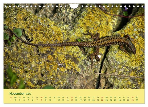 Produktbild: Flinke Eidechsen (Wandkalender 2026 DIN A4 quer), CALVENDO Monatskalender