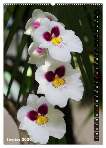 Produktbild: Miracle floral l'orchid&eacute;e (Calendrier mural 2026 DIN A2 horizontal) calendrier de bureau