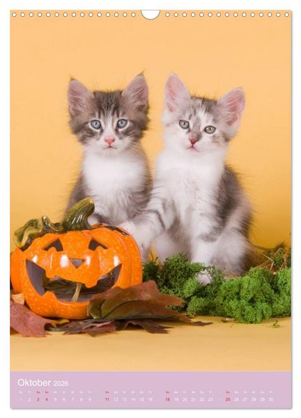 Produktbild: Tierkinder Hunde und Katzen (Wandkalender 2026 DIN A3 hoch), CALVENDO Monatskalender