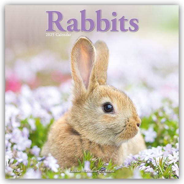 Rabbits – Kaninchen 2025 – 16-Monatskalender