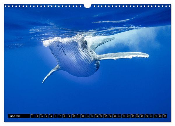 Produktbild: A Whale of a Year (Wall Calendar 2026 DIN A3 landscape), CALVENDO 12 Month Wall Calendar