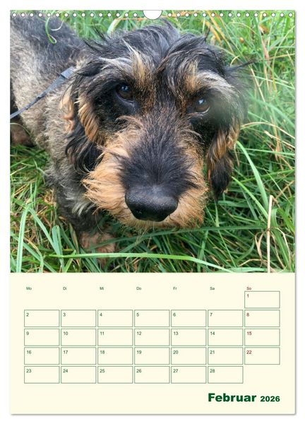 Produktbild: Schorschi &ndash; Ein Jahr mit dem bayrischen Rauhhaardackel (Wandkalender 2026 DIN A3 hoch), CALVENDO Monatskalender