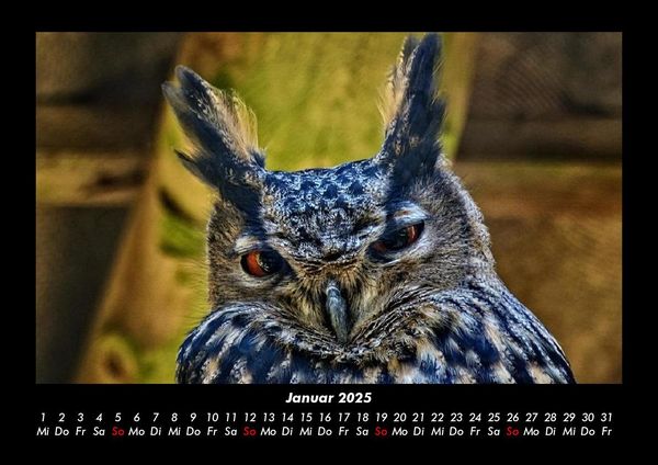 Produktbild: Welt der V&ouml;gel 2025 Fotokalender DIN A3