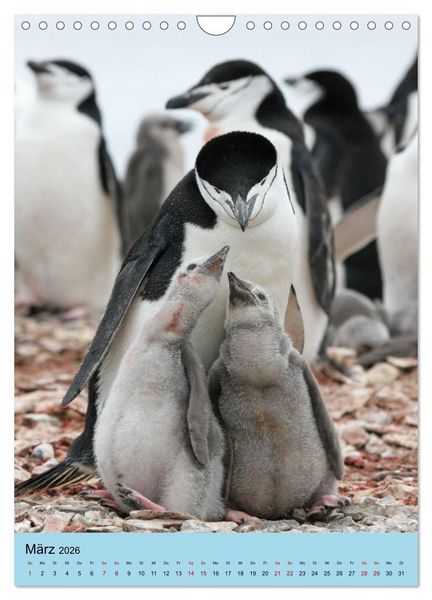 Produktbild: Antarktis - Das Gebiet der Pinguine (Wandkalender 2026 DIN A4 hoch), CALVENDO Monatskalender