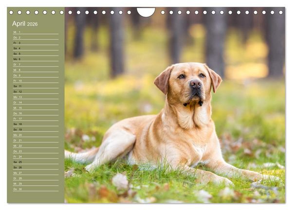 Produktbild: Hunde im Fokus (Wandkalender 2026 DIN A4 quer), CALVENDO Monatskalender