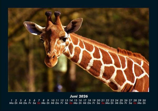 Produktbild: Giraffen 2026 Fotokalender DIN A4