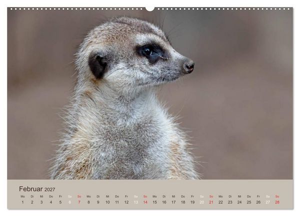 Produktbild: Quirlige Erdm&auml;nnchen (hochwertiger Premium Wandkalender 2027 DIN A2 quer), Kunstdruck in Hochglanz