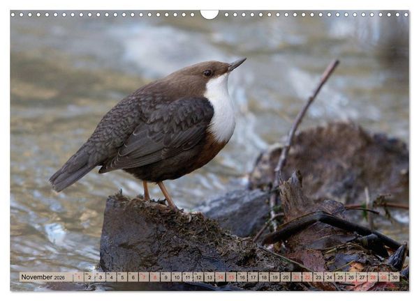 Produktbild: Steckbriefe einheimischer V&ouml;gel (Wandkalender 2026 DIN A3 quer), CALVENDO Monatskalender