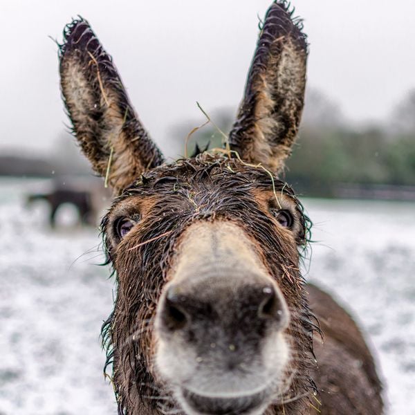 Produktbild: Esel / Donkeys 2027