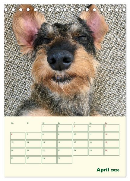 Produktbild: Schorschi &ndash; Ein Jahr mit dem bayrischen Rauhhaardackel (Tischkalender 2026 DIN A5 hoch), CALVENDO Monatskalender
