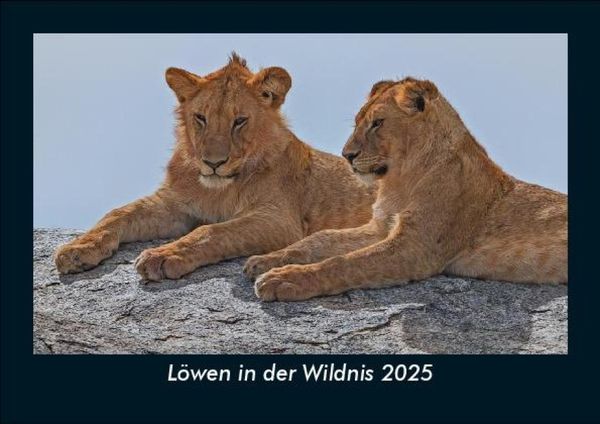 Löwen in der Wildnis 2025 Fotokalender DIN A5