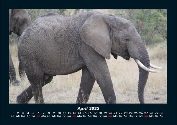 Produktbild: Elefanten 2025 Fotokalender DIN A4